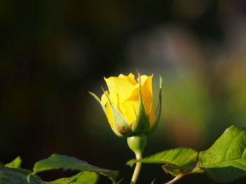 Close-up of yellow flower