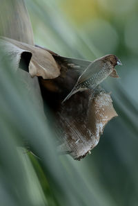 Close-up of insect on leaf