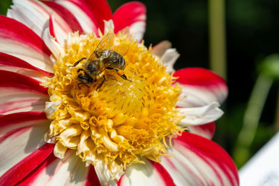 Close-up of bee pollinating on flower