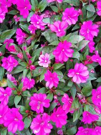 High angle view of pink flowers blooming outdoors
