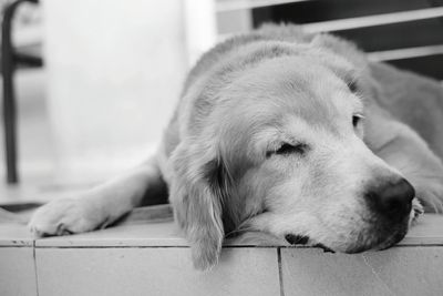 Close-up of dog sleeping