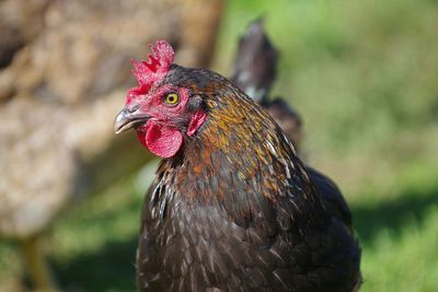 Close-up of rooster