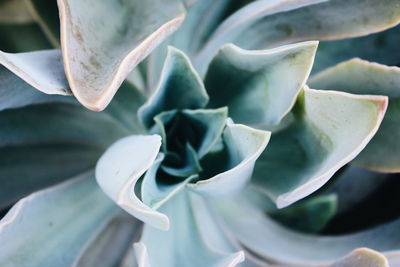 Close-up of succulent plant