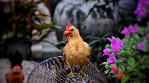 Close-up of rooster