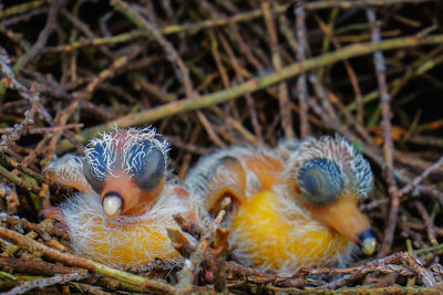 Close-up of birds in nest