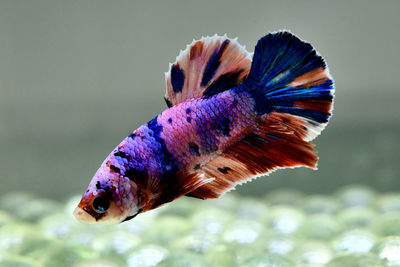 Betta fish siamese fighting fish in candy color halfmoon plakat from thailand