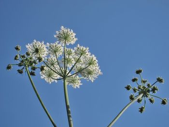 Low angle view of flowering plant against clear blue sky