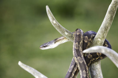 Close-up of lizard on tree