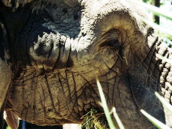 Close-up of elephant