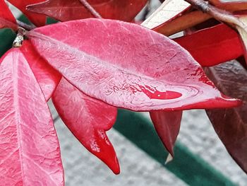 Close-up of raindrops on pink leaves