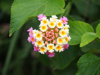 Close-up of flowering plant