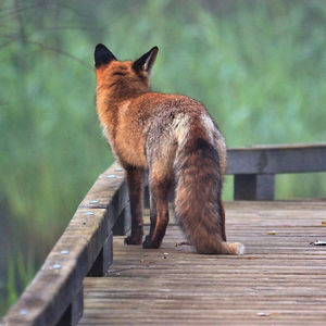 View of a cat on wooden railing