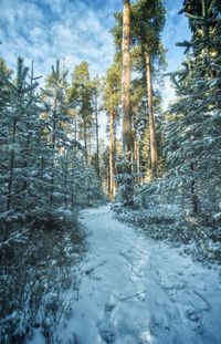 Pine trees in forest during winter