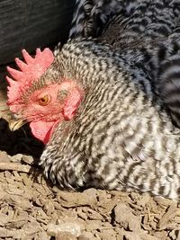 Close-up of a bird