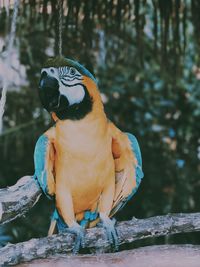 Close-up of parrot perching on branch