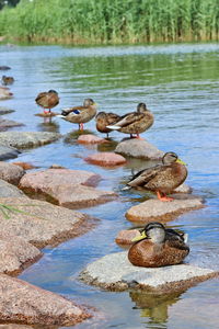Ducks in a lake