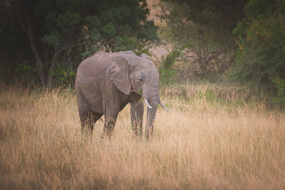 Elephant on field