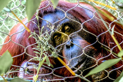 Close-up portrait of a gorilla