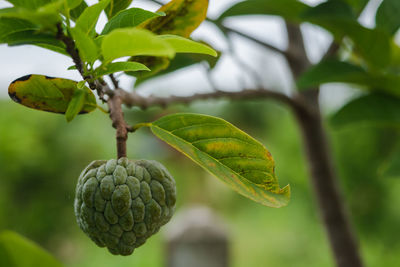 Close-up of fruit growing on tree