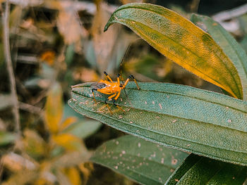 Close-up of insect on leaf