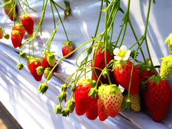 Close-up of strawberries by wall