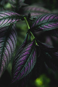 Close-up of pink leaves on plant