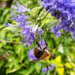 Close-up of bee pollinating on flower