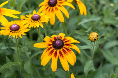 Close-up of yellow daisy flowers