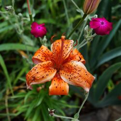 Close-up of orange flower