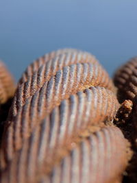 Close-up of seashell