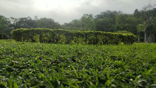 Scenic view of trees on field against sky