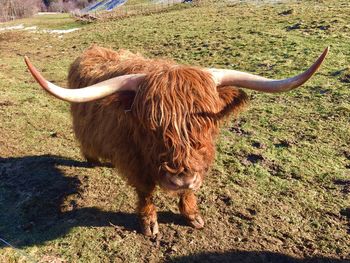 Highland cattle standing in a field