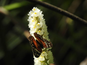 Close-up of insect on flower