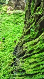 Close-up of moss growing on tree trunk