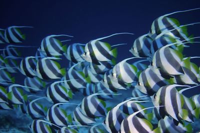 Close-up of fish swimming in sea