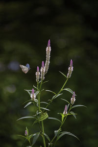 Close-up of purple flowering plant on field