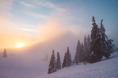 Trees on snow covered land against sky during sunset