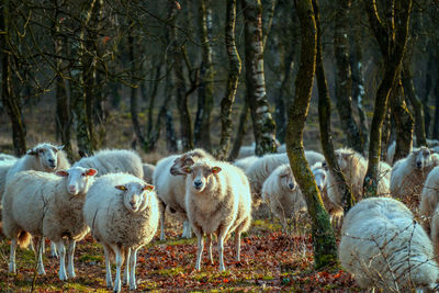 Sheep in winter