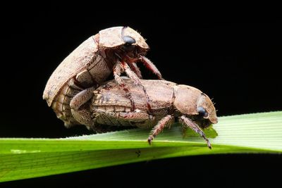 Close-up of insect against black background