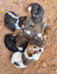 High angle view of puppies outdoors