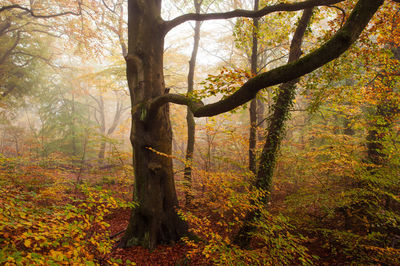 Trees in forest during autumn