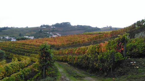 High angle view of vineyard against clear sky