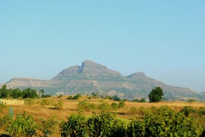 Scenic view of field against clear blue sky