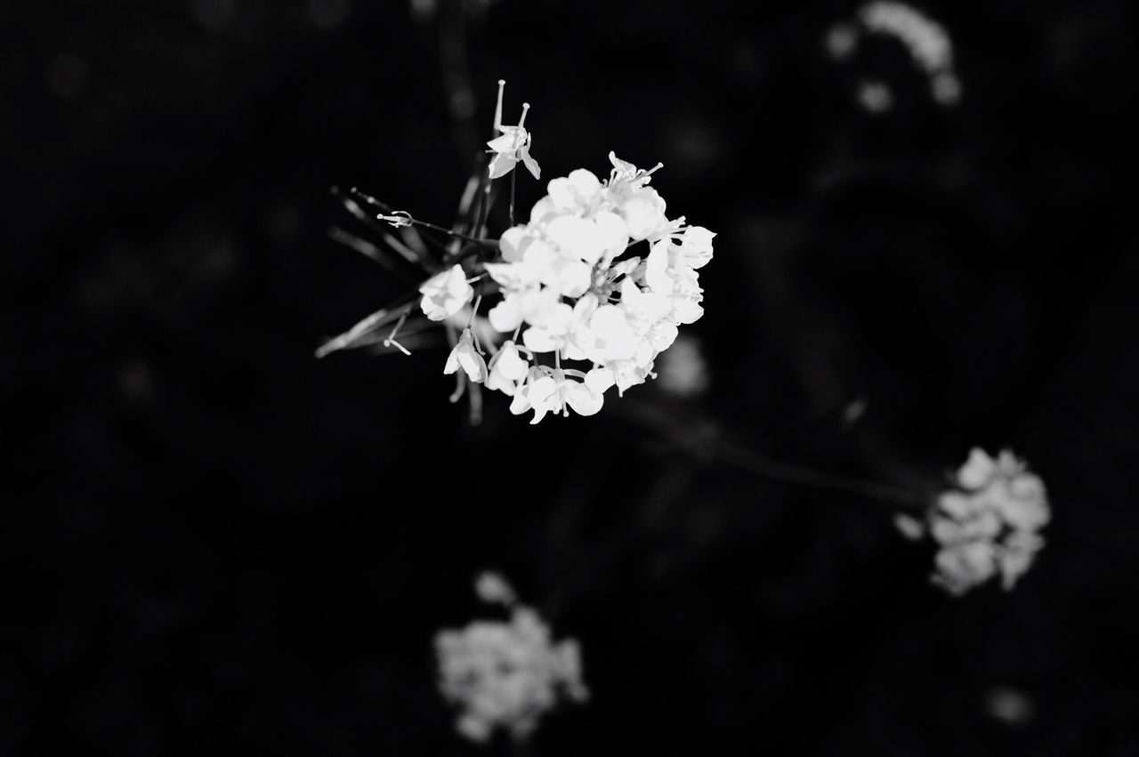 flower, freshness, fragility, white color, growth, petal, beauty in nature, flower head, nature, focus on foreground, close-up, blooming, blossom, in bloom, springtime, plant, tree, cherry blossom, outdoors, stem