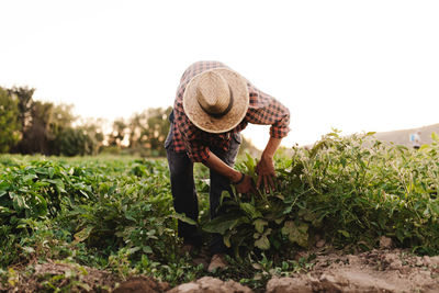 Man harvesting while standing on agricultural field