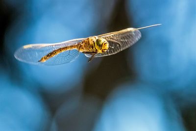 Close-up of dragonfly flying in mid-air