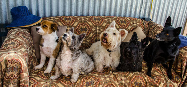 Row of pets