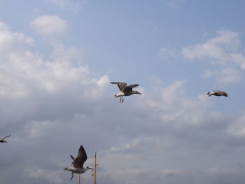 Low angle view of birds flying against sky