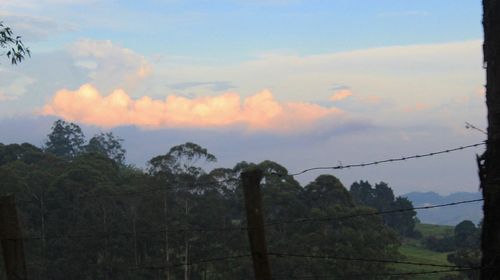 Fence by trees against sky