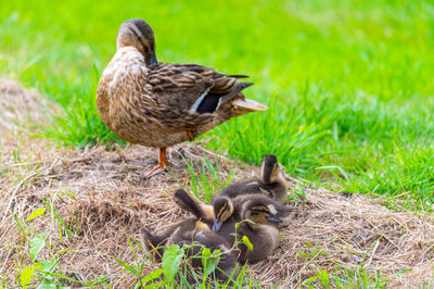 High angle view of ducklings on field